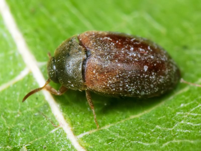 Attagenus smirnovi Zhantiev, 1976
